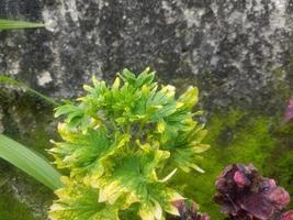 plantes ornementales devant la maison le matin photo