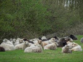 eibergen aux pays-bas photo