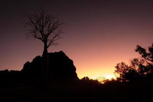 silhouette d'un boab au coucher du soleil photo