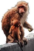 portrait d'un singe et de son enfant photo