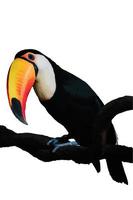 toucan sur fond blanc photo