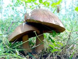 beau gros plan de champignons forestiers. cueillir des champignons. photo de champignons, photo de forêt, fond de forêt
