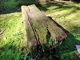 mousse sur la souche d'arbre photo