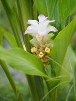 fleur de galanga ,bouquet fleur de gingembre, nom alpinia purpurata, d'après le haut du pétiole est un bouquet de feuilles orné d'un fermoir de fleurs photo
