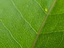 macrophotographie, texture des feuilles photo