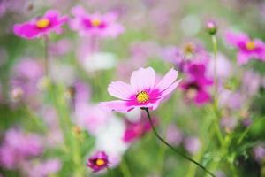 belles fleurs de cosmos violet printanier sur fond de jardin vert - belle nature dans le concept de saison printanière photo