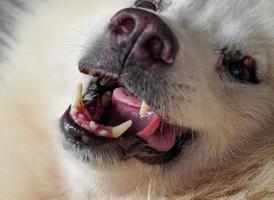 à l'intérieur de la gueule du chien à fourrure blanche, il enveloppait la langue photo