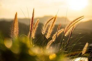 lumière orange du soleil qui brille à travers les fibres des fleurs d'herbe. le premier plan a un bokeh de feuilles vertes. photo