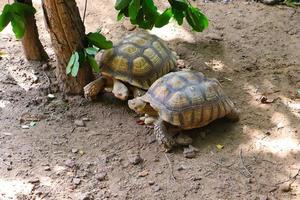 deux tortues géantes flirtent photo