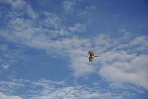 les oiseaux de mer blancs, la bouche et les pattes noires volent dans le ciel bleu avec des nuages blancs photo