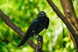 le corbeau noir colle aux branches. il cherche une proie. photo