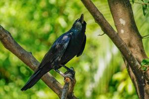 le corbeau noir colle aux branches. il cherche une proie. photo