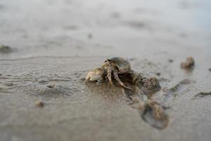 les crabes ermites vivent sur le sable au bord de la mer. bernard-l'ermite creusant du sable pour s'enterrer pour se cacher des prédateurs. photo