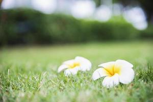 fleur de plumeria sur le sol d'herbe verte - concept de fond de belle nature photo