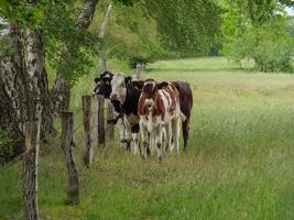 vaches en westphalie photo