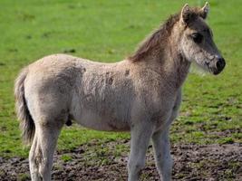 chevaux sauvages en westphalie photo