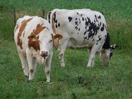 vaches dans le muensterland allemand photo