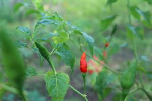 plante en croissance de piments forts. plante de piments rouges et verts photo