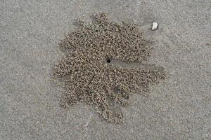 la rainure flottante de l'habitat du crabe fantôme aux yeux de corne ou de l'ocypode sur le sable blanc au bord de la mer photo