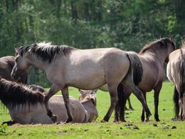 chevaux sauvages en westphalie photo