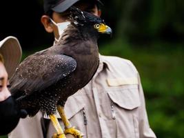 photo d'un aigle javanais ou elang jawa, nisaetus bartelsi sur un zoo