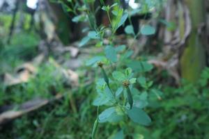 une plante sauvage qui pousse sur le terrain photo