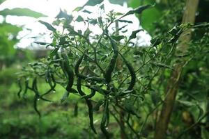 plante en croissance de piments forts. plante de piments rouges et verts photo