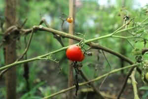 tomate rouge sur la photo du jardin. photo de tomates rouges et vertes fraîches