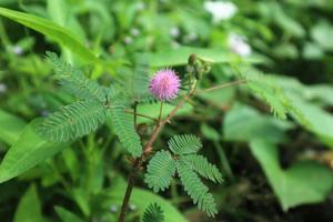 élégante plante de honte sur la photo de jardin. photo de plante sensible au mimosa