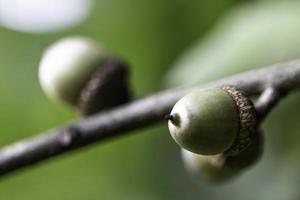 glands sur l'arbre photo