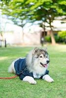 chien husky sibérien avec des vêtements photo