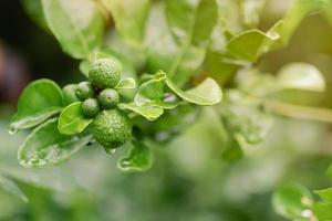 la bergamote verte fraîche pousse avec des soins naturels. et cultivé biologiquement, pour être utilisé comme ingrédient médicinal, les anciens utilisaient des huiles essentielles pour soulager les symptômes et guérir les maladies. ça cuisine aussi. photo