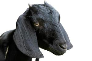 chèvre isolée. tête de drôle de chèvre noire stupide à la recherche isolée sur fond blanc avec un tracé de détourage photo