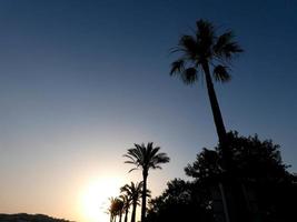 palmiers se découpant sur un fond de ciel bleu photo