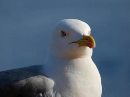 portrait d'une mouette sur la costa brava catalane, espagne photo