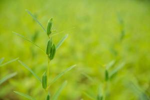 gros plan de jeunes graines blanches biologiques avec des feuilles vertes dans le champ en été. croissance des plantes potagères aux herbes dans le jardin pour une utilisation alimentaire saine. bannière avec fond photo