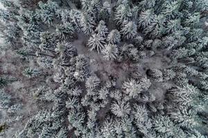 vue aérienne de la forêt d'hiver, arbres couverts de neige. photo