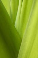 feuilles floues nature des feuilles vertes d'été plante à feuilles vertes naturelles utilisées comme fond d'écran photo