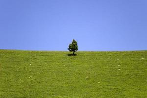 belles collines verdoyantes et arbre solitaire au printemps photo