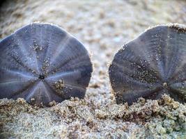 dollar de sable sur la plage photo