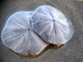 dollar de sable sur la plage photo