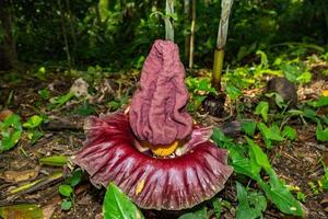 fleurs d'arum titan qui poussent à l'état sauvage photo