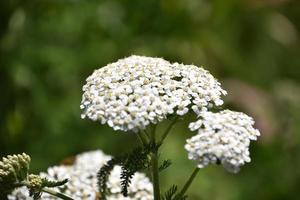 fleurs sauvages d'achillée blanche qui fleurissent au printemps photo