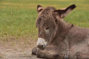 poulain burro moelleux se reposant dans la chaleur du soleil photo