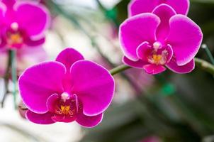 fleur d'orchidée phalaenopsis rose photo