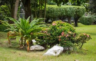 parterre de fleurs dans le jardin photo