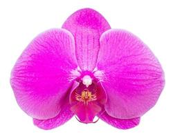 fleur d'orchidée phalaenopsis rose isolée sur blanc avec un tracé de détourage photo