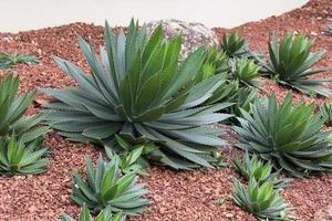 plante d'agave décorative dans le jardin extérieur photo