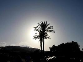 palmiers tropicaux rétroéclairés sur fond de ciel photo