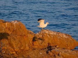 goélands à plumes claires typiques de la costa brava catalane, méditerranée, espagne. photo